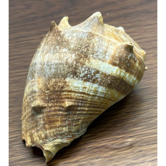 Vintage Whelk Conch Shell North Carolina Atlantic Ocean Nautical Beach Decor - Picture 4 of 6